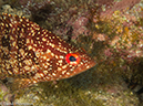 %_tempFileName2012-12-10_4_Socorro_Punta_Tosca-14%