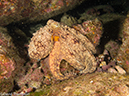 %_tempFileName2012-12-10_4_Socorro_Punta_Tosca-36%