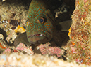 %_tempFileName2012-12-10_4_Socorro_Punta_Tosca-48%