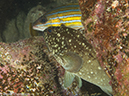 %_tempFileName2012-12-10_4_Socorro_Punta_Tosca-53%