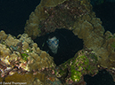 %_tempFileName2012-12-10_4_Socorro_Punta_Tosca-54%