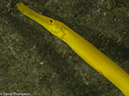 %_tempFileName2012-12-10_4_Socorro_Punta_Tosca-56%