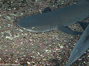 %_tempFileName2012-12-11_2_Roca_Partida-32%