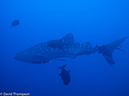 %_tempFileName2012-12-11_3_Roca_Partida-21%