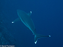 %_tempFileName2012-12-11_3_Roca_Partida-27%