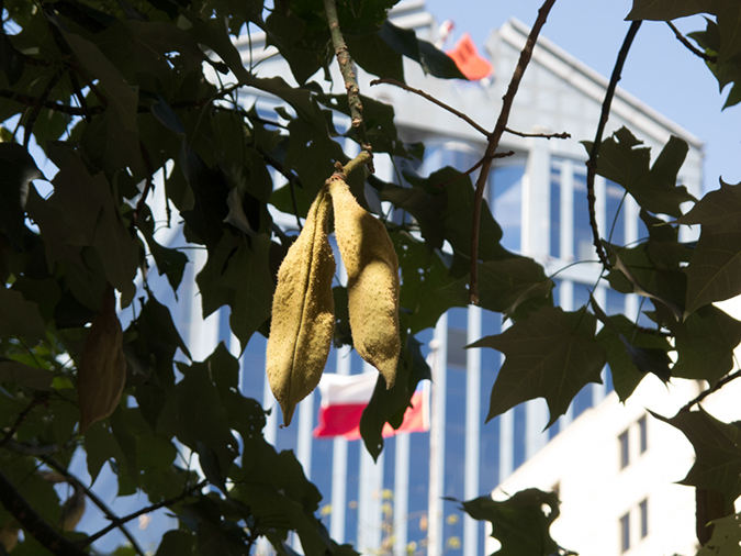 %_tempFileName2014-03-13_02_Santiago_Free_Walking_City_Tour-7%