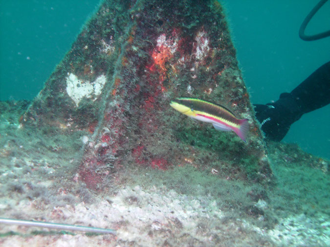 Fang%20Ming%20Cortez%20Rainabos%20Wrasse