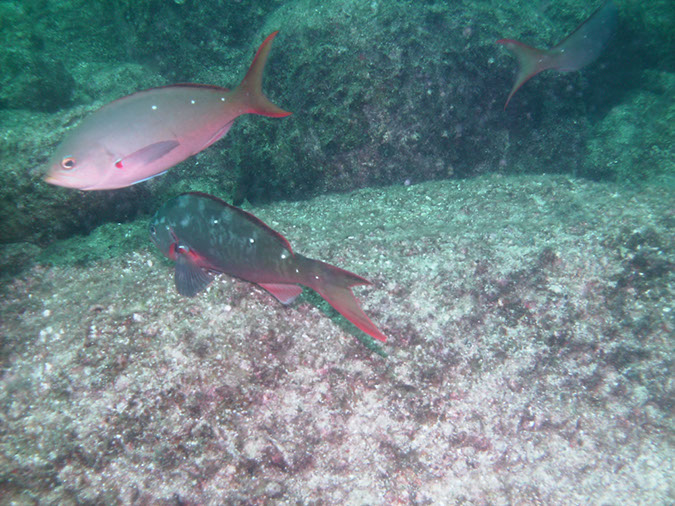 Los%20Islotes%20Creolfish