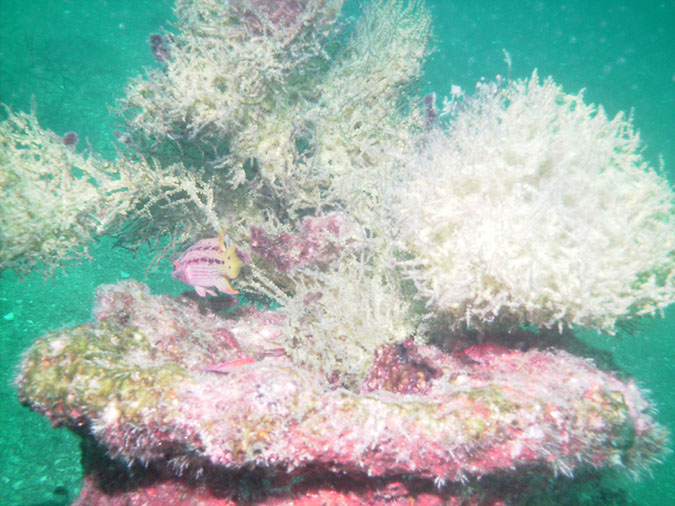 Salvatierra%20PICT0313