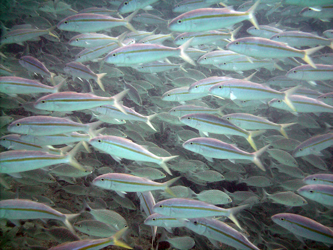 Swanee%20Reef%20%20Lots%20of%20Fish%201