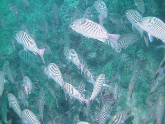 Swanee%20Reef%202%20%20PICT0363
