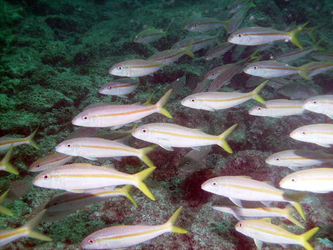 Swanee%20Reef%202%20Golden%20Snapper