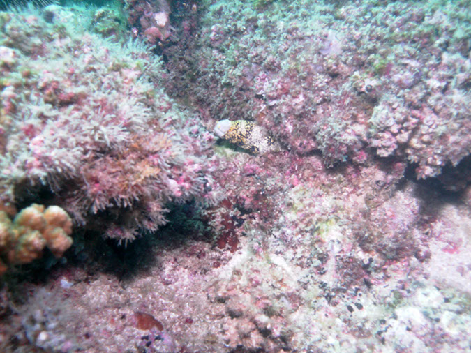 Swanee%20Reef%202%20Moray