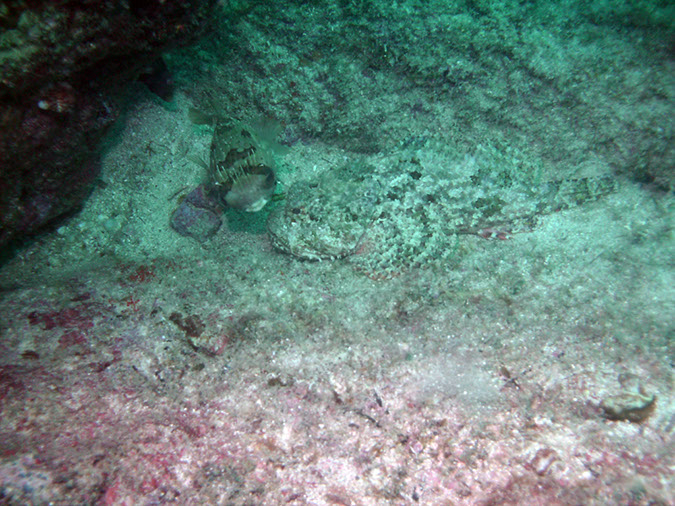 Swanee%20Reef%202%20Scoprionfish