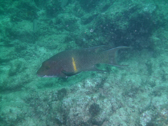 Swanee%20Reef%20PICT0162