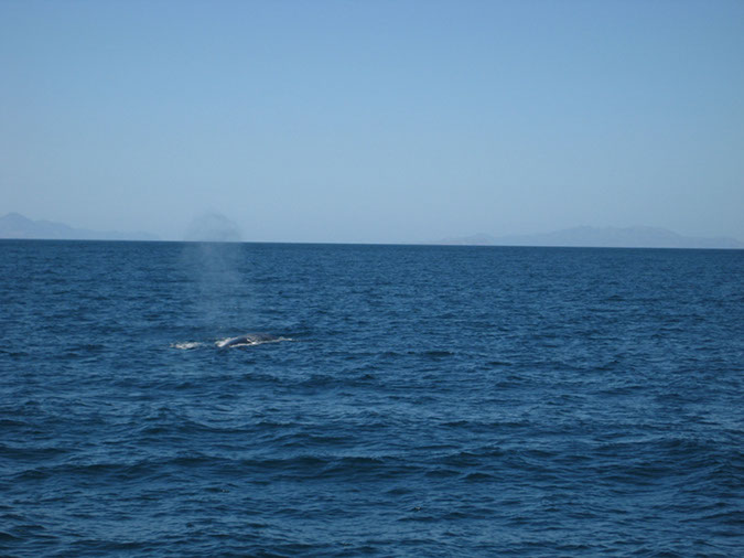 Whale