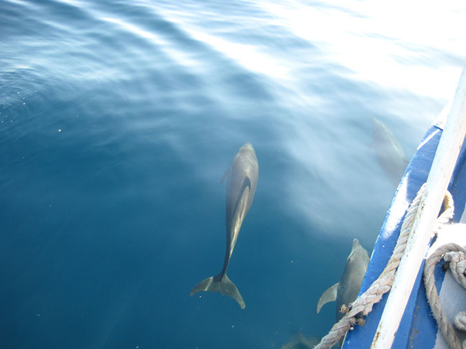 dolphins