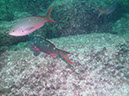 Los%20Islotes%20Creolfish