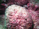 Los%20Islotes%20Hourglass%20Moray