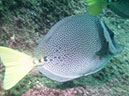Los%20Islotes%20Yellowtail%20Surgeonfish