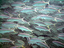 Swanee%20Reef%20%20Lots%20of%20Fish%201