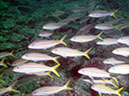 Swanee%20Reef%202%20Golden%20Snapper