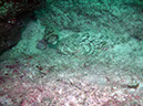 Swanee%20Reef%202%20Scoprionfish