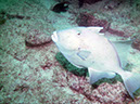 Swanee%20Reef%202%20Tirggerfhis