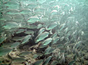 Swanee%20Reef%203%20%20PICT0469