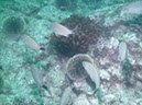 Swanee%20Reef%20Grunt