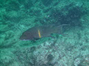 Swanee%20Reef%20PICT0162