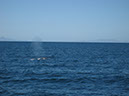 Whale