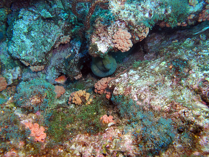 Day 3 El Bajo Sea Mount (6)