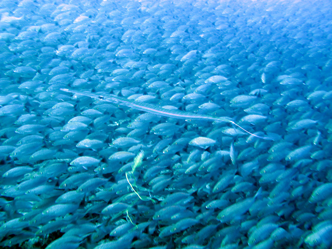 Day 1 Swanee Reef (14)