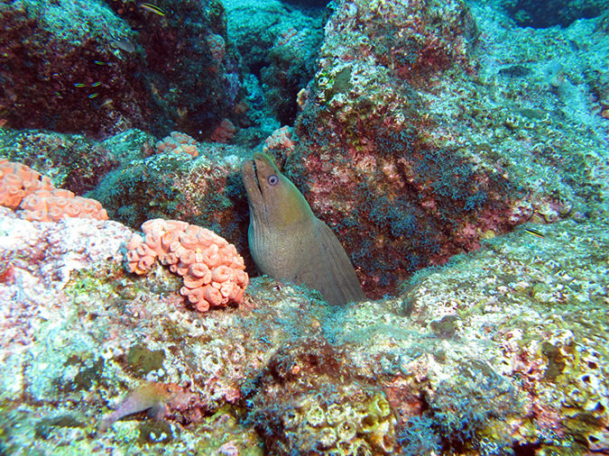 Day 3 El Bajo Sea Mount (7)