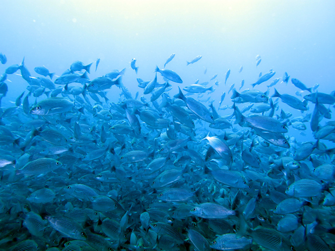 Day 1 Swanee Reef (2)