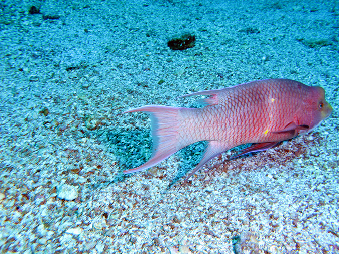 Day 5 Los Islotes Dive 1 (3)