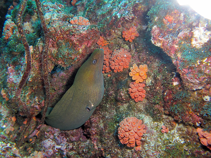 Day 3 El Bajo Sea Mount (5)