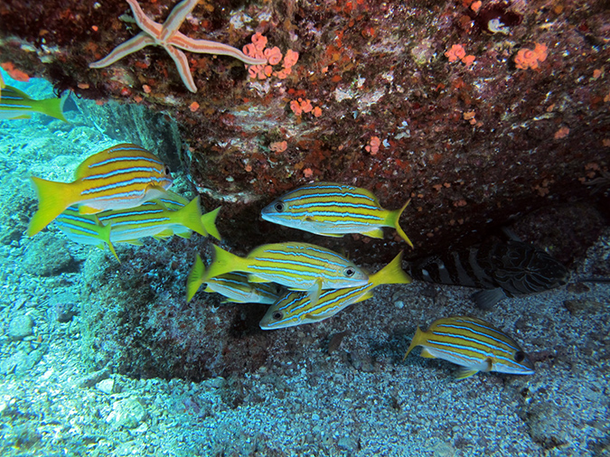Day 5 Los Islotes Dive 1 (12)