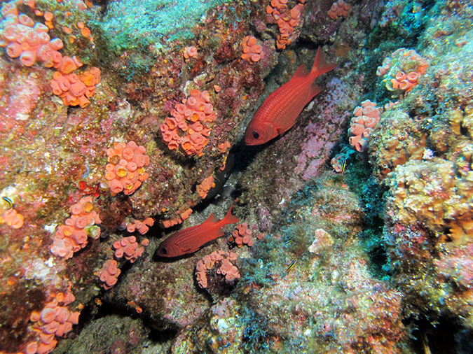 Day 3 El Bajo Sea Mount (1)