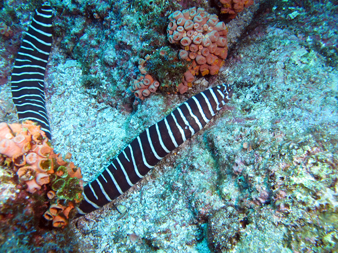 Day 3 El Bajo Sea Mount (18)