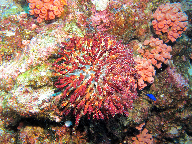 Day 3 El Bajo Sea Mount (3)
