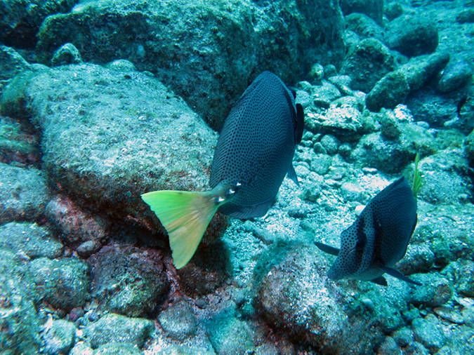 Day 1 Los Islotes Dive 1 (2)