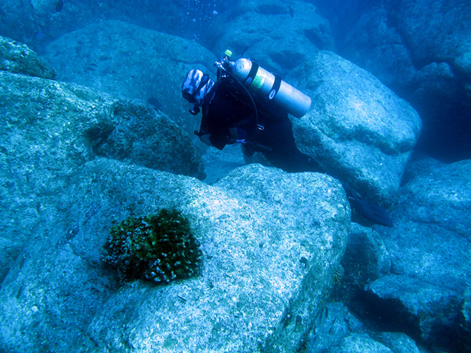 Day 1 Los Islotes Dive 2 (1)