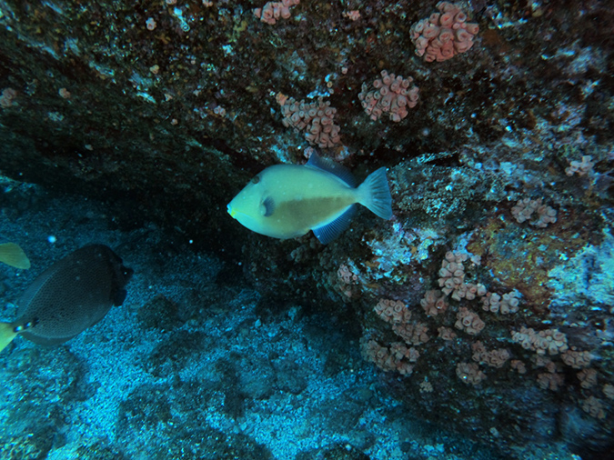 Day 5 Los Islotes Dive 1 (15)