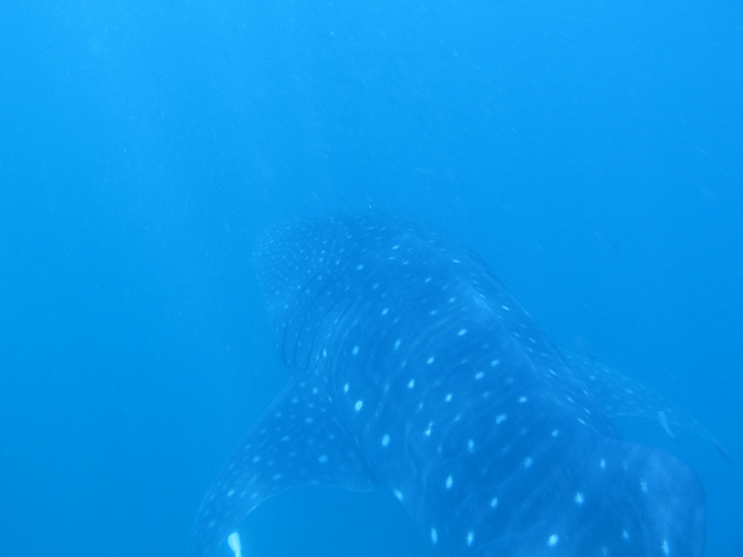 Day 4 Whale Shark (7)