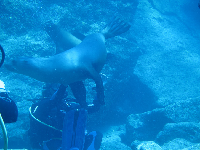 Day 5 Los Islotes Dive 1 (21)