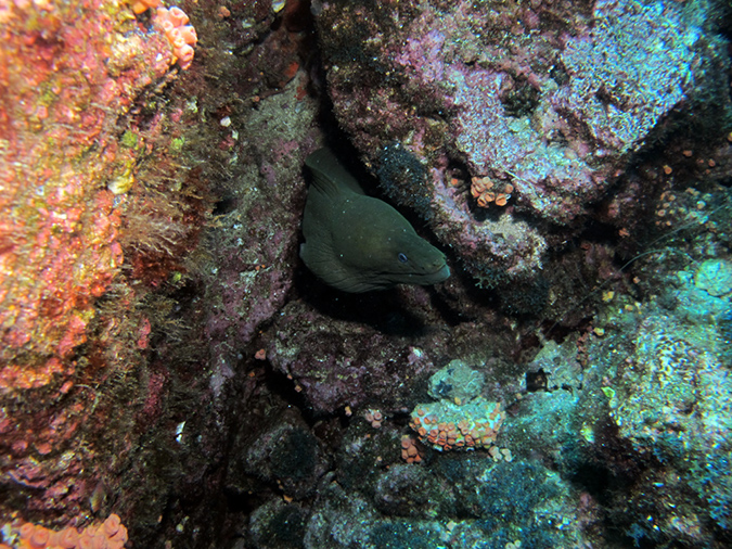 Day 3 El Bajo Sea Mount (4)