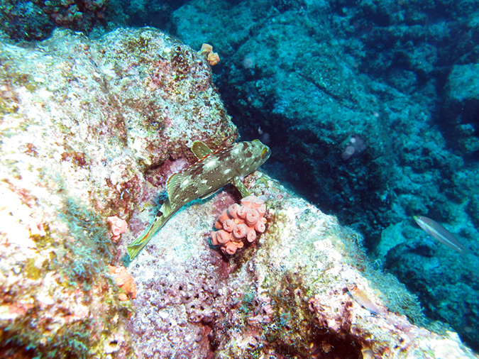 Day 3 El Bajo Sea Mount (12)