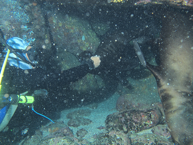 Day 5 Los Islotes Dive 1 (11)